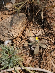 Hieracium bolanderi