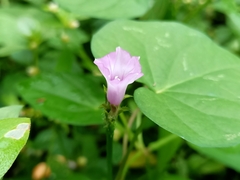 Ipomoea triloba