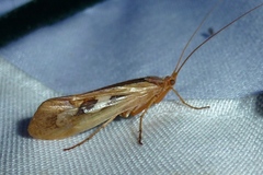 Limnephilus rhombicus