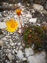 Ursinia