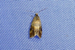 Lobesia reliquana