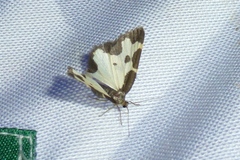 Lomaspilis marginata