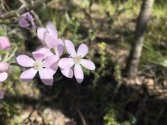 Eriostemon australasius