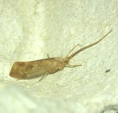 Trichoptera