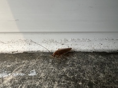 Ectobius vittiventris