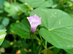 Ipomoea triloba