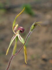 Caladenia magniclavata