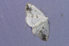 Lomographa temerata