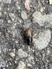 Melinopterus prodromus