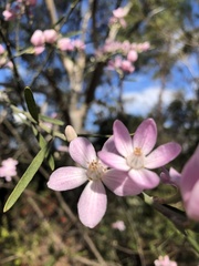 Eriostemon australasius