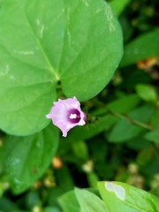 Ipomoea triloba