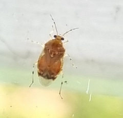 Deraeocoris lutescens