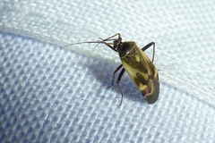 Polymerus