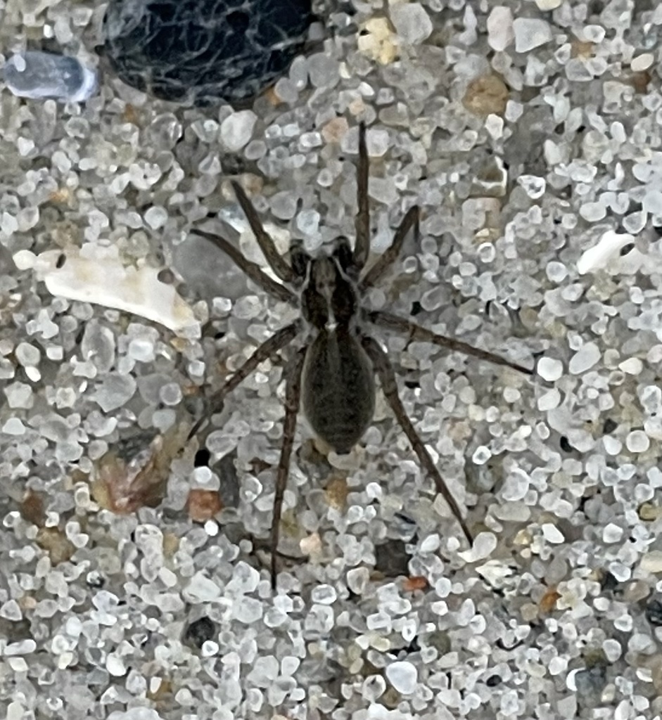Pardosa agricola
