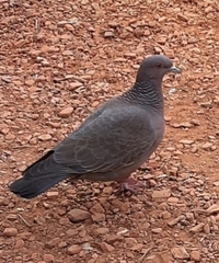 Patagioenas picazuro