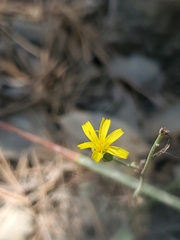 Hieracium bolanderi