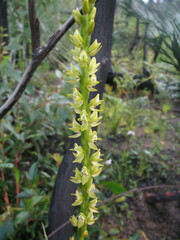 Prasophyllum elatum