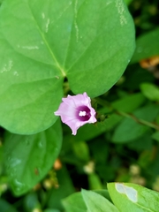Ipomoea triloba