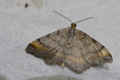 Macaria liturata