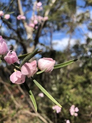 Eriostemon australasius