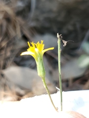 Hieracium bolanderi
