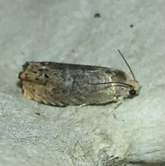 Cydia latiferreana