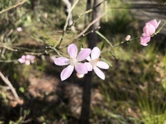 Eriostemon australasius