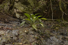 Calanthe triplicata