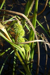 Sparganium glomeratum