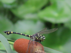 Ictinogomphus rapax