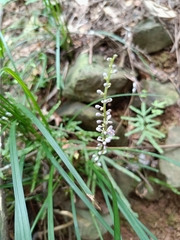 Ophiopogoneae