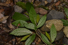 Elatostema reticulatum