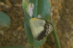 Appias epaphia contracta