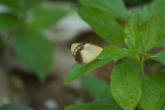 Appias epaphia contracta