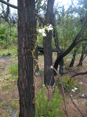 Drosera pallida