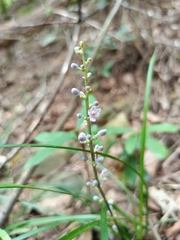 Ophiopogoneae