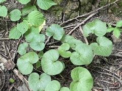 Asarum europaeum