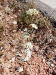 Daucus setifolius