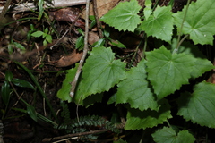 Lophospermum erubescens