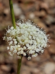 Daucus setifolius