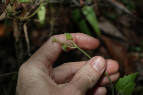 Image of Lophospermum erubescens by (c) Greg Tasney, some rights reserved (CC BY-SA)