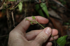 Lophospermum erubescens