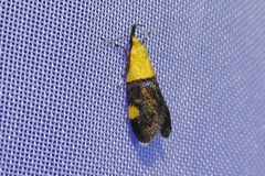 Oecophora bractella
