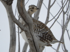 Tympanuchus phasianellus