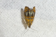 Olethreutes arcuella