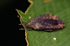 Mezirinae