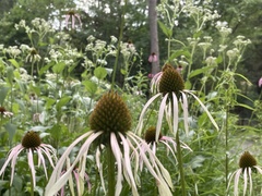 Echinacea laevigata