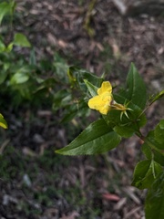Goodenia ovata