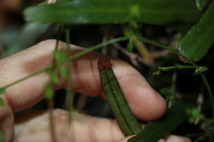 Pyrrosia confluens