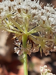 Daucus setifolius